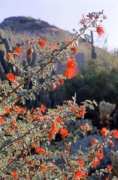 calliandra californica 1 graphic